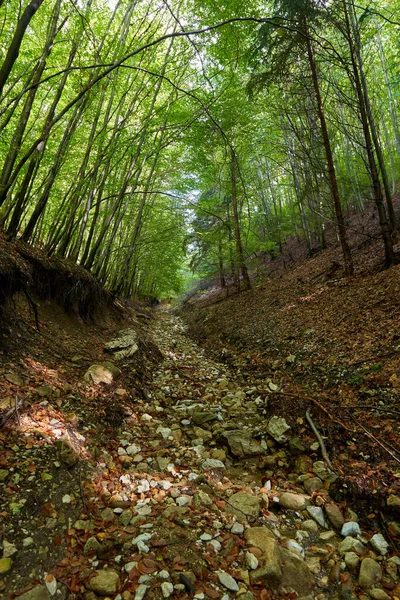 Floresta Faia Com Trilha Caminhadas Passando Por Ele — Fotografia de Stock