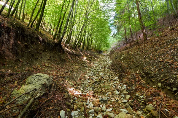 Foresta Faggio Con Sentiero Che Attraversa — Foto Stock