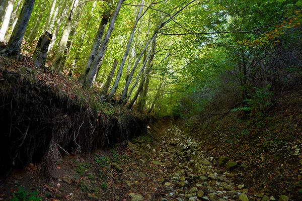 Beukenbos Met Wandelpad Doorheen — Stockfoto