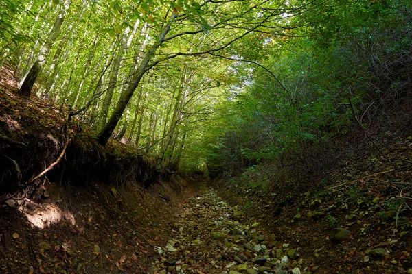 Hêtraie Avec Sentier Pédestre Qui Traverse — Photo