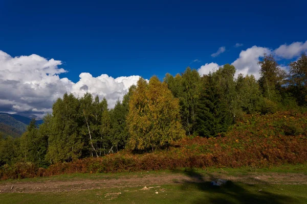 Lövskog Med Gångväg Eller Vandringsled Som Går Genom — Stockfoto