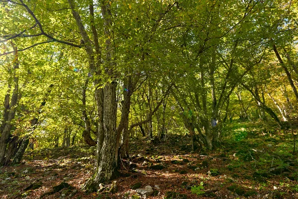 Yürüyüş Yolu Olan Kayın Ormanları — Stok fotoğraf