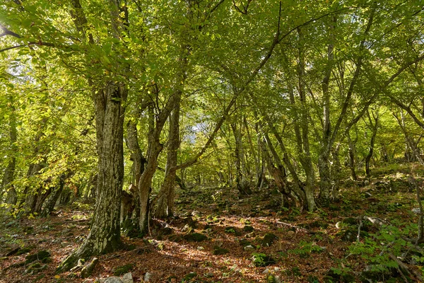 Floresta Faia Com Trilha Caminhadas Passando Por Ele — Fotografia de Stock