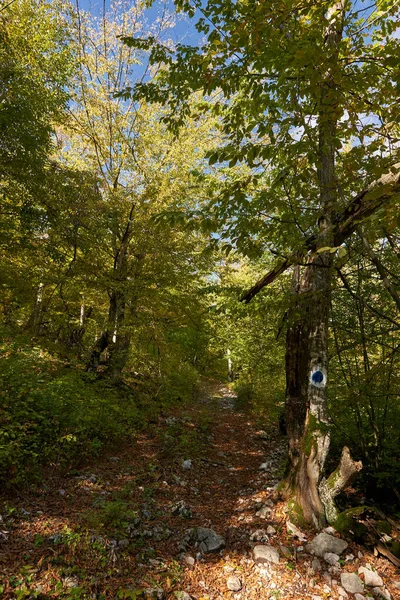 Buchenwald Mit Durchgehendem Wanderweg — Stockfoto