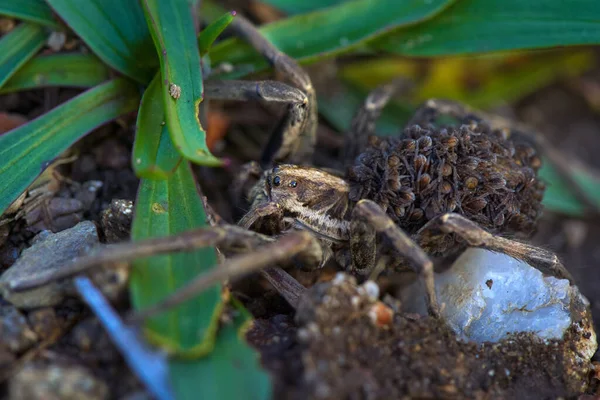 Macro Wolf Spider Babies Her Back — Stock Photo, Image