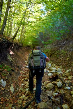 Profesyonel doğa fotoğrafçısı, kamera ve büyük sırt çantasıyla ormanda geziniyor.