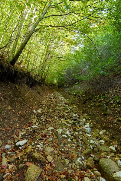 Sendero Senderismo Cuesta Arriba Través Del Bosque Caducifolio —  Fotos de Stock