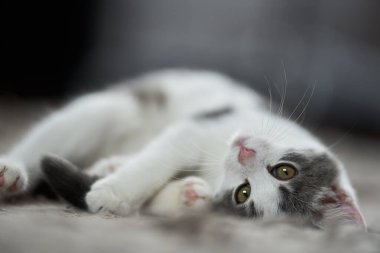 Halıdaki güzel beyaz-gri kedi yavrusunun yakın çekimi.