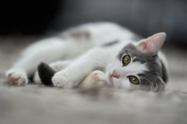 Halıdaki güzel beyaz-gri kedi yavrusunun yakın çekimi.