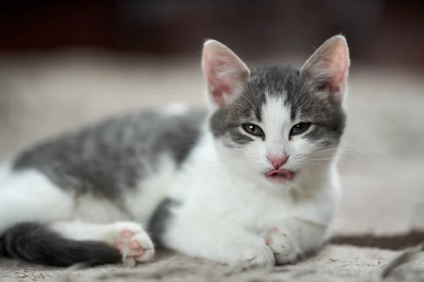 Primer Plano Precioso Gatito Blanco Gris Alfombra — Foto de Stock