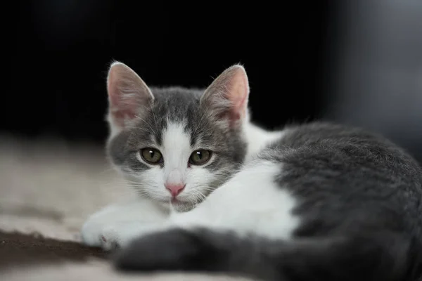 Großaufnahme Eines Entzückend Niedlichen Weiß Grauen Kätzchens Auf Dem Teppich — Stockfoto