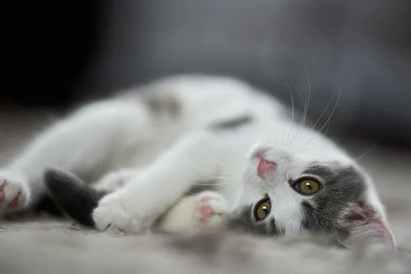 Primer Plano Precioso Gatito Blanco Gris Alfombra — Foto de Stock