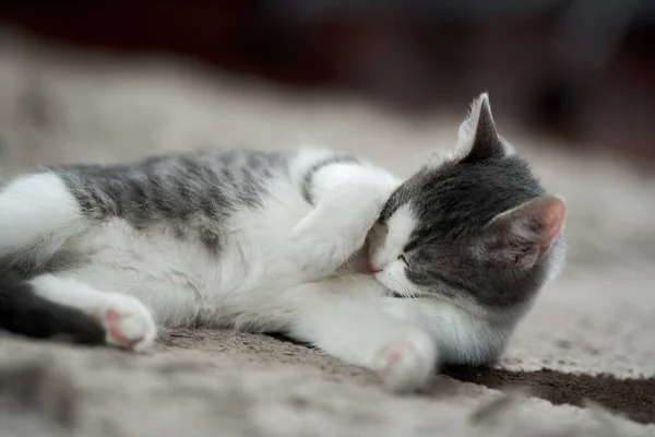 Penutup Dari Kucing Putih Abu Abu Yang Sangat Lucu Karpet — Stok Foto
