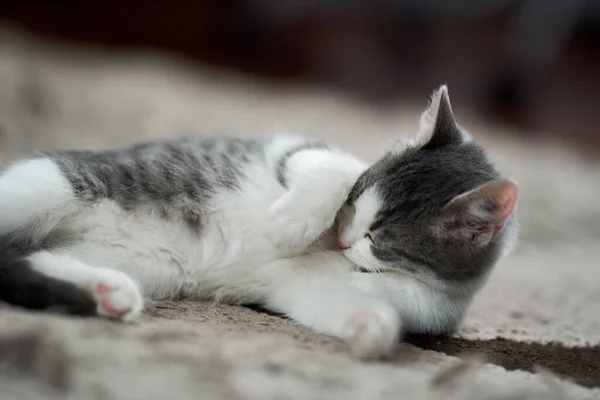 Primer Plano Precioso Gatito Blanco Gris Alfombra — Foto de Stock