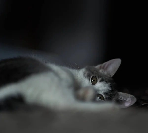 Penutup Dari Kucing Putih Abu Abu Yang Sangat Lucu Karpet — Stok Foto