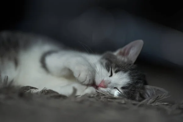 Closeup Gorgeously Cute White Gray Kitten Carpet — Stock Photo, Image