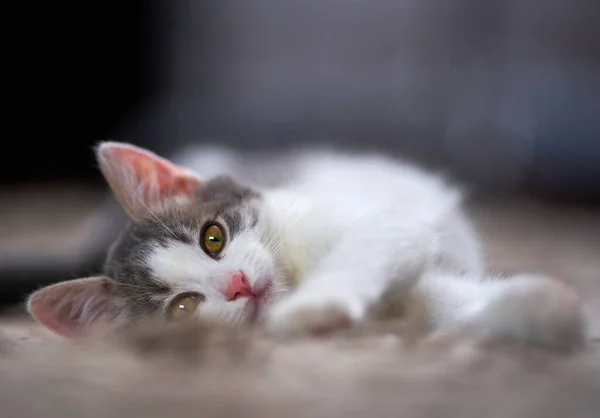 カーペットの上の豪華なかわいい白い灰色の子猫の閉鎖 — ストック写真