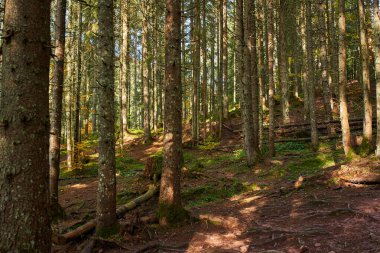 Sonbaharda çam ormanları, yürüyüş yolları ve karışık kökleri.