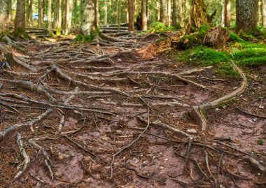 Sonbaharda çam ormanları, yürüyüş yolları ve karışık kökleri.