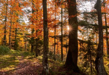 Sonbaharda gün batımında renkli orman