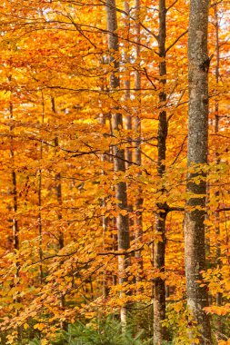 Sonbaharda gün batımında renkli orman