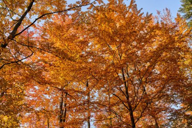 Sonbaharda gün batımında renkli orman