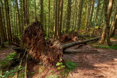Sonbaharda çam ormanları, yürüyüş yolları ve karışık kökleri.