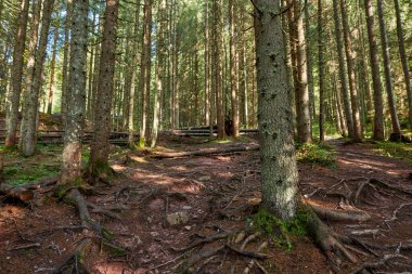 Sonbaharda çam ormanları, yürüyüş yolları ve karışık kökleri.