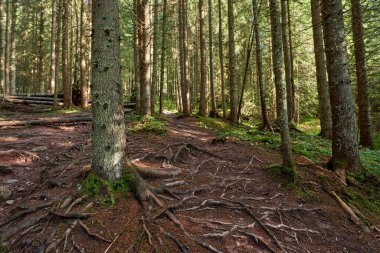 Sonbaharda çam ormanları, yürüyüş yolları ve karışık kökleri.