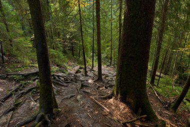 Sonbaharda çam ormanları, yürüyüş yolları ve karışık kökleri.