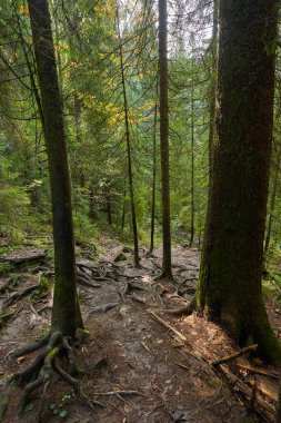 Sonbaharda çam ormanları, yürüyüş yolları ve karışık kökleri.