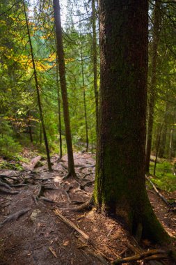 Sonbaharda çam ormanları, yürüyüş yolları ve karışık kökleri.