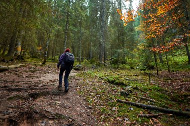 Sırt çantalı aktif bir kadın ormanda yürüyüş yapıyor.