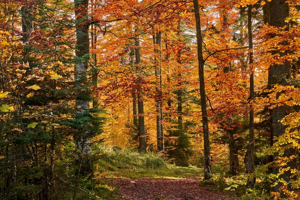 Kleurrijk Bos Herfst Bij Zonsondergang — Stockfoto