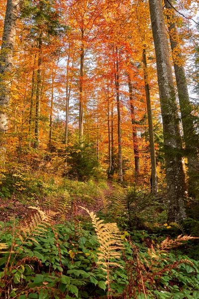 Floresta Colorida Outono Pôr Sol — Fotografia de Stock