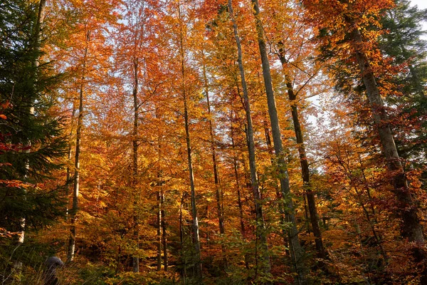 Красочный Лес Осенью Закате — стоковое фото