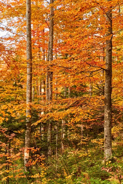 Floresta Colorida Outono Pôr Sol — Fotografia de Stock