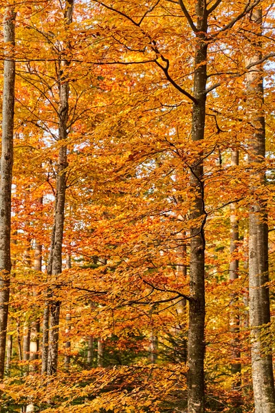 Sonbaharda Gün Batımında Renkli Orman — Stok fotoğraf