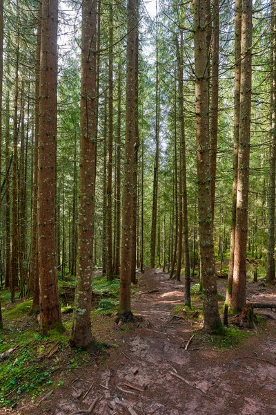 Fenyőerdő Túraösvénnyel Kusza Gyökerekkel Ősszel — Stock Fotó