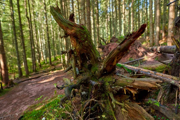 Tronco Pinheiros Arrancado Perto Floresta Uma Montanha — Fotografia de Stock