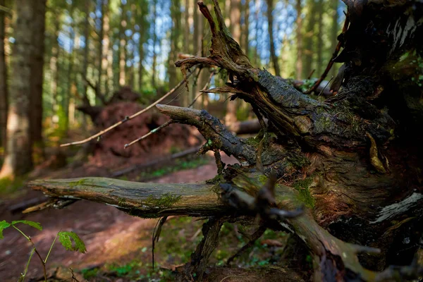 山の上の森の近くで松の幹が根こそぎになった — ストック写真