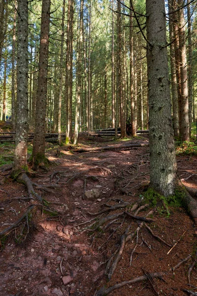 Dennenbos Met Wandelpad Verstrengelde Wortels Herfst — Stockfoto