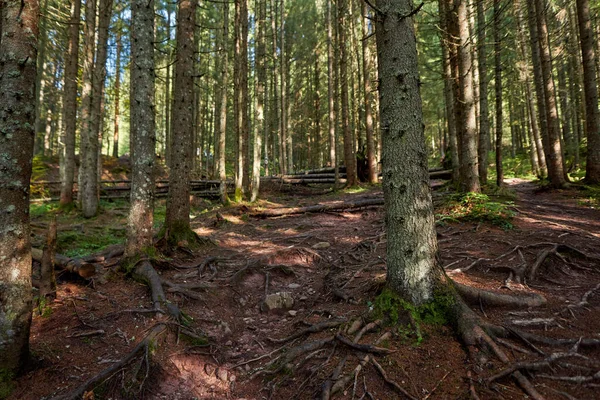 Dennenbos Met Wandelpad Verstrengelde Wortels Herfst — Stockfoto