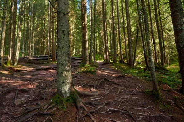 Floresta Pinheiro Com Trilha Caminhadas Raízes Emaranhadas Outono — Fotografia de Stock