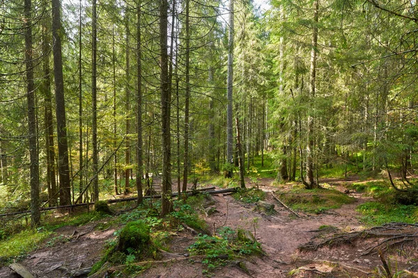 Dennenbos Met Wandelpad Verstrengelde Wortels Herfst — Stockfoto