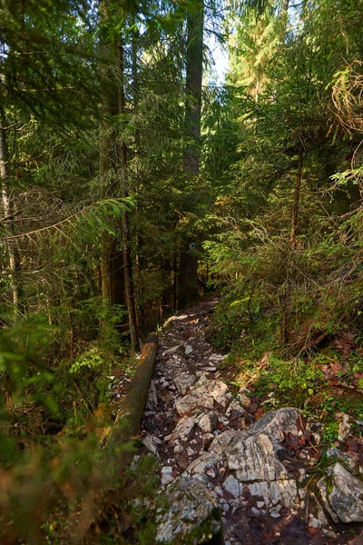 Sonbaharda Çam Ormanları Yürüyüş Yolları Karışık Kökleri — Stok fotoğraf