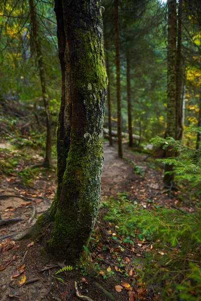 Forêt Pins Avec Sentier Randonnée Racines Enchevêtrées Automne — Photo