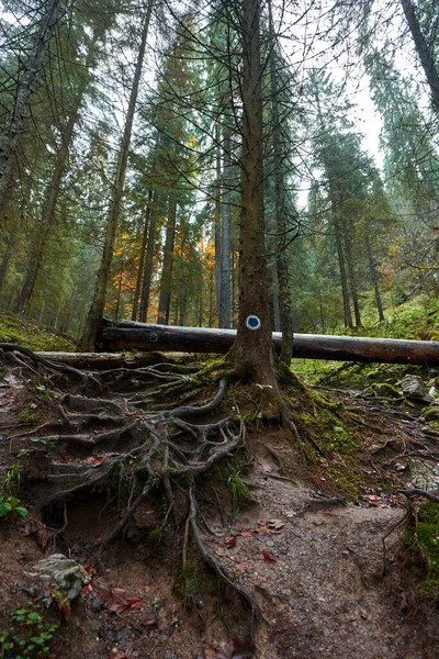 Çam Ormanları Dağlarda Yürüyüş Yolları Olan Bir Manzara — Stok fotoğraf