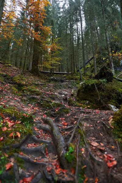 Paisagem Com Pinhal Trilha Caminhadas Nas Montanhas — Fotografia de Stock