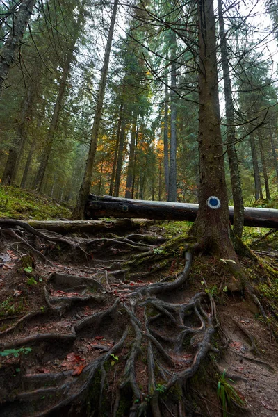 Landscape Pine Forest Hiking Trail Mountains — Stock Photo, Image